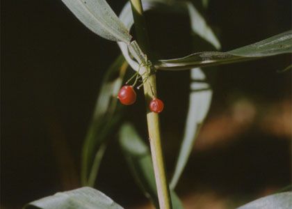 Polygonatum verticillatum (L.) All. attēls