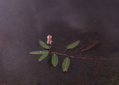 Polygonum amphibium L. attēls