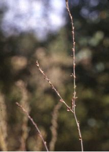 Polygonum bellardii All. attēls