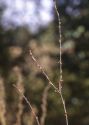 Polygonum bellardii All. attēls