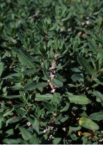 Polygonum cognatum Meissn. attēls