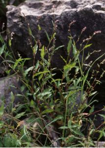 Polygonum hydropiper L. attēls