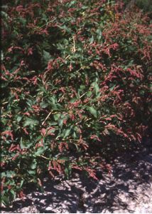 Polygonum lapathifolium L. s.l. attēls