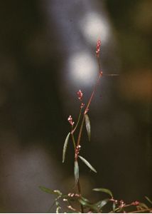 Polygonum minus Huds. attēls