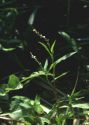 Polygonum mite Schrank attēls