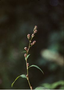 Polygonum persicaria L. attēls