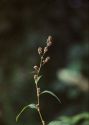 Polygonum persicaria L. attēls