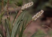 Polygonum viviparum L. attēls