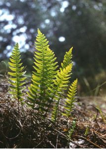 Polypodium vulgare L. attēls