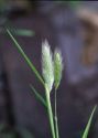 Polypogon monspeliensis (L.) Desf. attēls