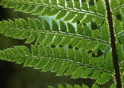 Polystichum aculeatum (L.) Roth attēls