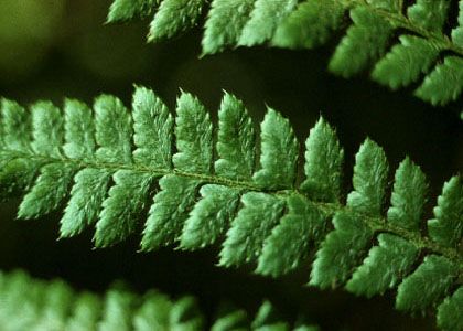 Polystichum braunii (Spenn.) Fée attēls