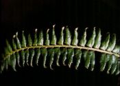 Polystichum lonchitis (L.) Roth attēls