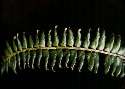 Polystichum lonchitis (L.) Roth attēls