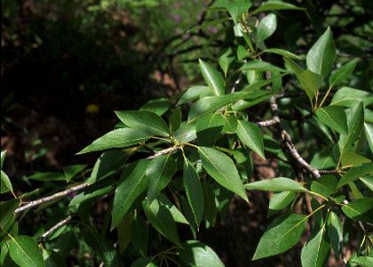 Populus balsamifera L. attēls