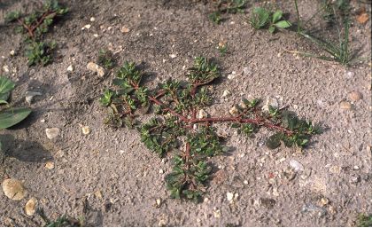 Portulaca oleracea L. attēls