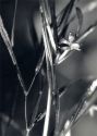 Potamogeton acutifolius Link attēls