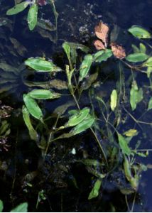 Potamogeton alpinus Balb. attēls