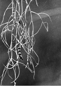 Potamogeton filiformis Pers. attēls