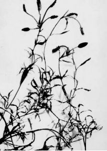 Potamogeton gramineus L. attēls