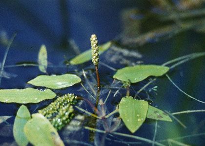 Potamogeton natans L. attēls