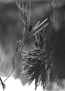 Potamogeton obtusifolius Mert. et W.D.J.Koch attēls