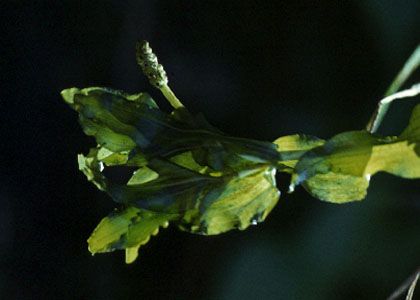 Potamogeton perfoliatus L. attēls
