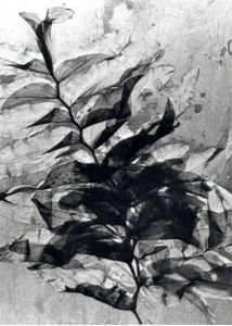 Potamogeton praelongus Wulfen attēls