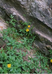 Potentilla anglica Laichard. attēls