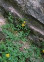 Potentilla anglica Laichard. attēls