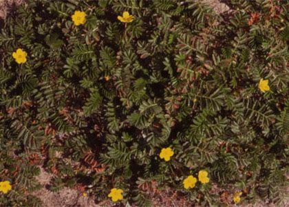 Potentilla anserina L. attēls