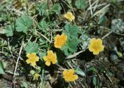 Potentilla arenaria Borkh. attēls