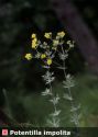 Potentilla argentea L. attēls