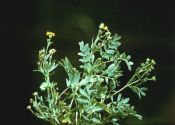 Potentilla bifurca L. attēls