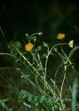 Potentilla crantzii (Crantz) Beck ex Fritsch attēls