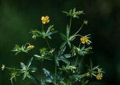 Potentilla erecta (L.) Raeusch. attēls