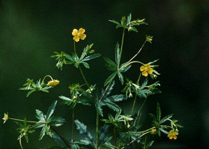 Potentilla erecta (L.) Raeusch. attēls