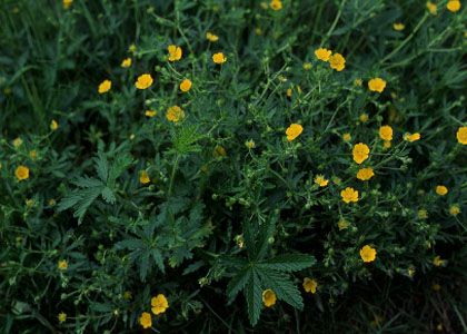 Potentilla goldbachii Rupr. attēls