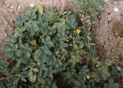 Potentilla heidenreichii Zimmeter attēls