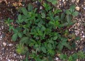 Potentilla norvegica L. attēls