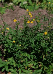 Potentilla recta L. attēls