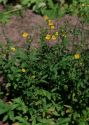 Potentilla recta L. attēls