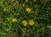 Potentilla reptans L. attēls