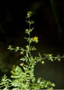 Potentilla supina L. attēls