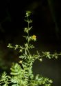 Potentilla supina L. attēls