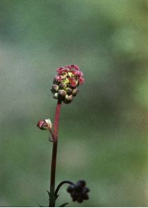 Poterium sanguisorba L. attēls