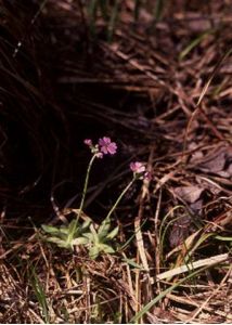 Primula farinosa L. attēls