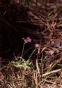 Primula farinosa L. attēls