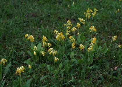 Primula veris L. attēls