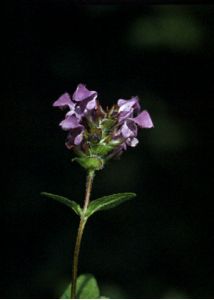 Prunella grandiflora (L.) Scholler attēls